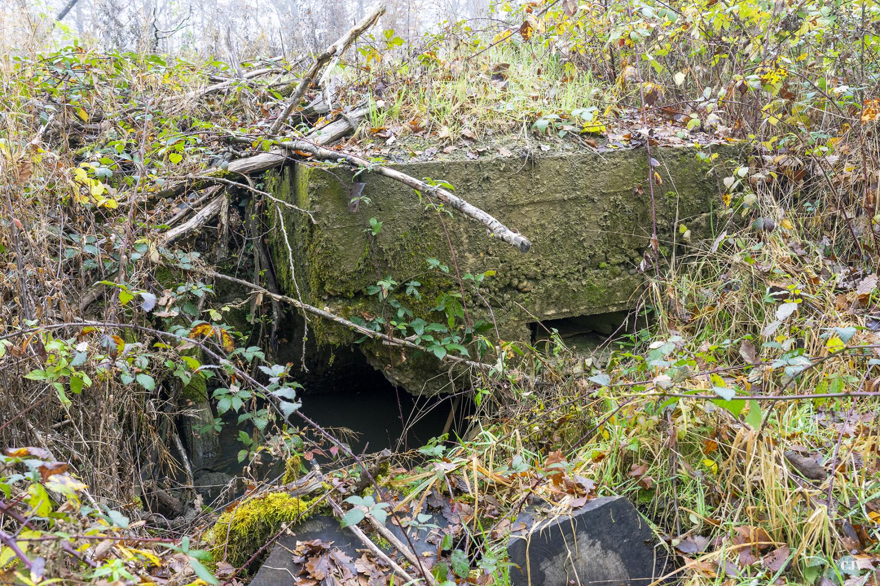 Ligne Maginot - CB81-C - MEIEREI 1 - (Blockhaus pour arme infanterie) - Le blockhaus disparaît sous les ronces - Lia VERMEULEN