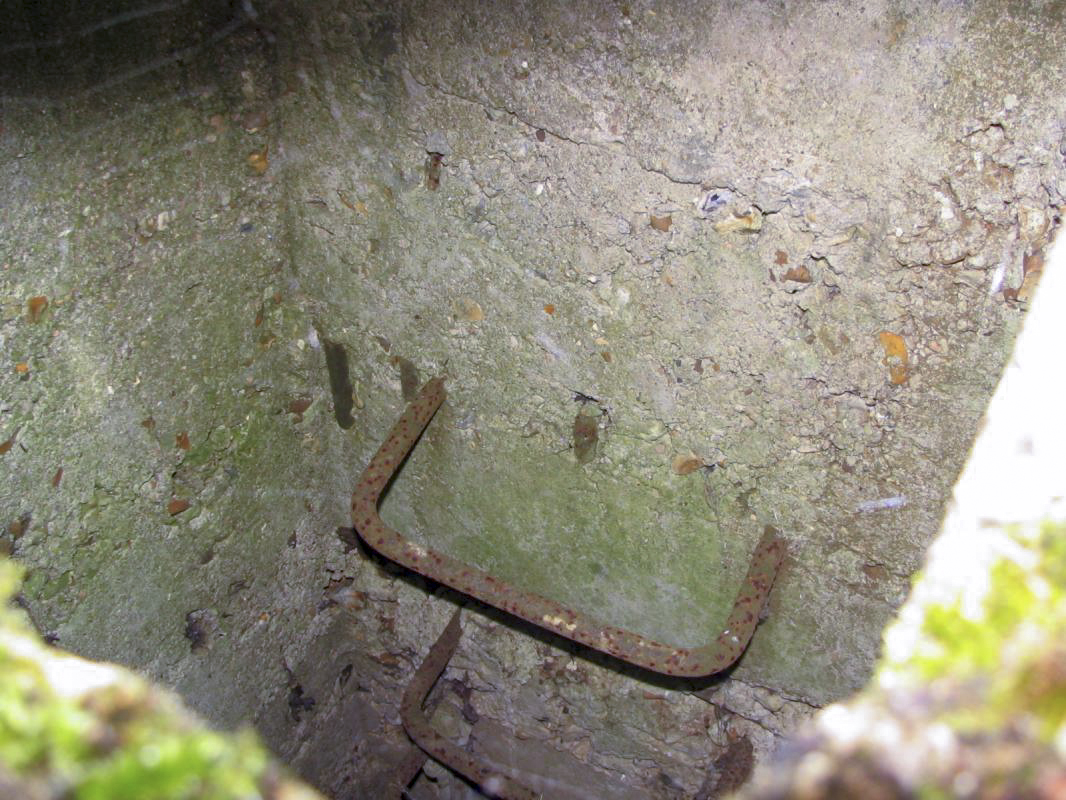 Ligne Maginot - HAUT D'HARAUCHAMPS - (Observatoire d'infanterie) - Entrée verticale - R Tucker