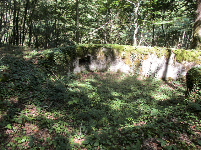 Ligne Maginot - B734 - BOIS DE CHATENIERE - (Cuve pour arme d'infanterie) - La végétation a repris ses droits. - Randonneur62