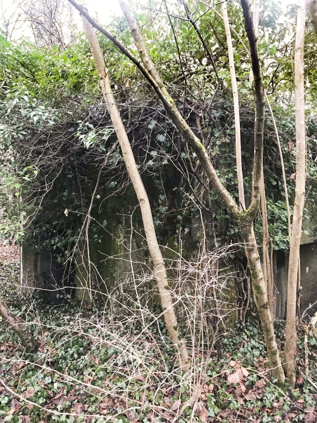 Ligne Maginot - MUEHLBACH 1 - (Blockhaus pour arme infanterie) -  - Arthur