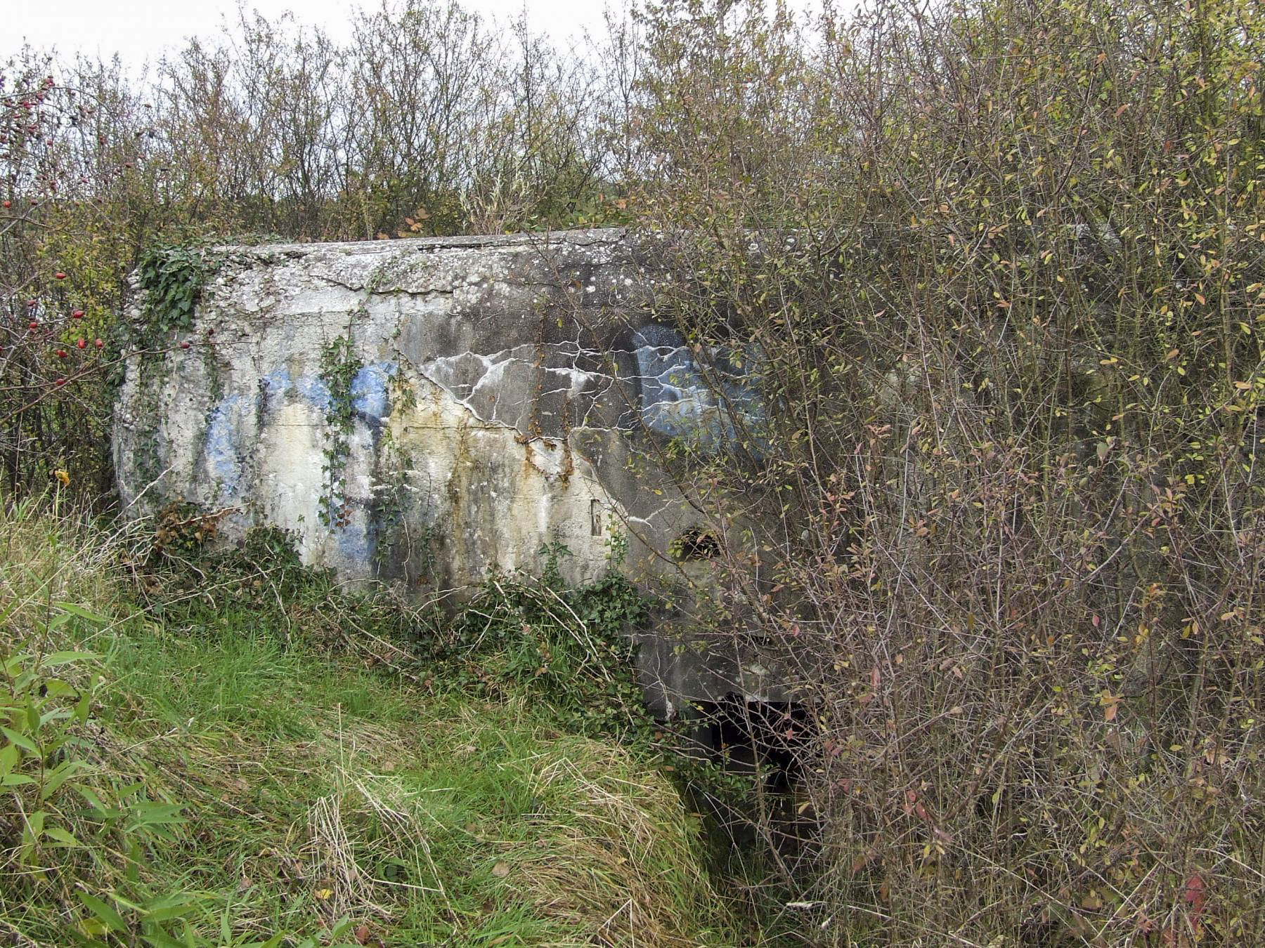 Ligne Maginot - CALVAIRE 8 - (Blockhaus pour arme infanterie) - Le blockhaus dans la broussaille. - STENGER Mathieu