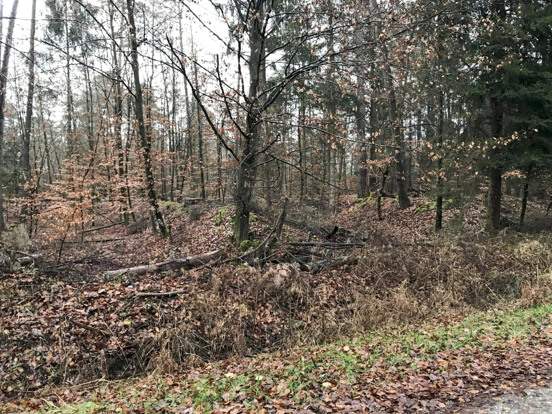Ligne Maginot - SOUFFLENHEIM NORD - (Dépôt de Munitions) - Vue depuis le chemin forestier - Arthur Emmelin