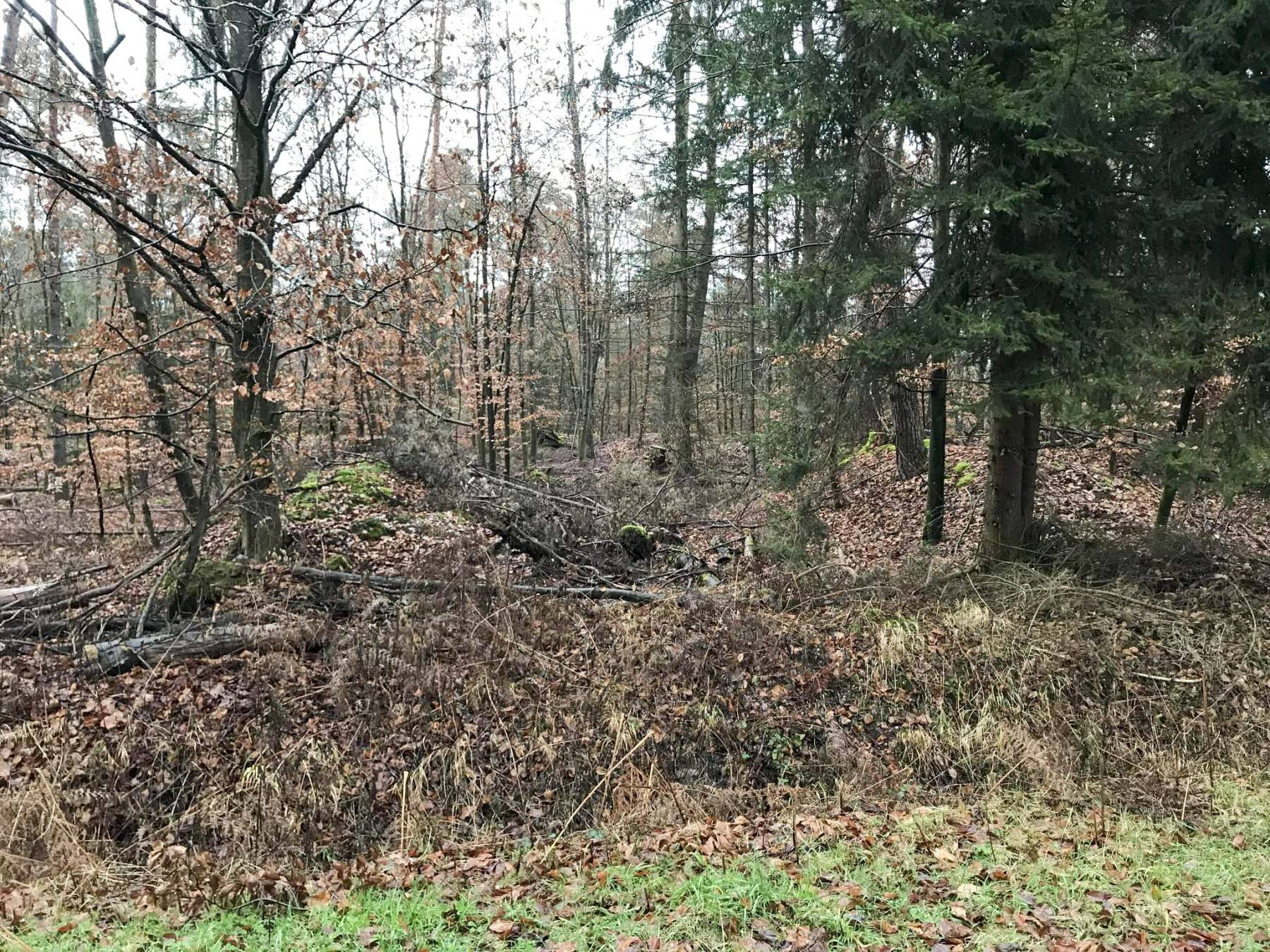 Ligne Maginot - SOUFFLENHEIM NORD - (Dépôt de Munitions) - Vue depuis le chemin forestier - Arthur Emmelin