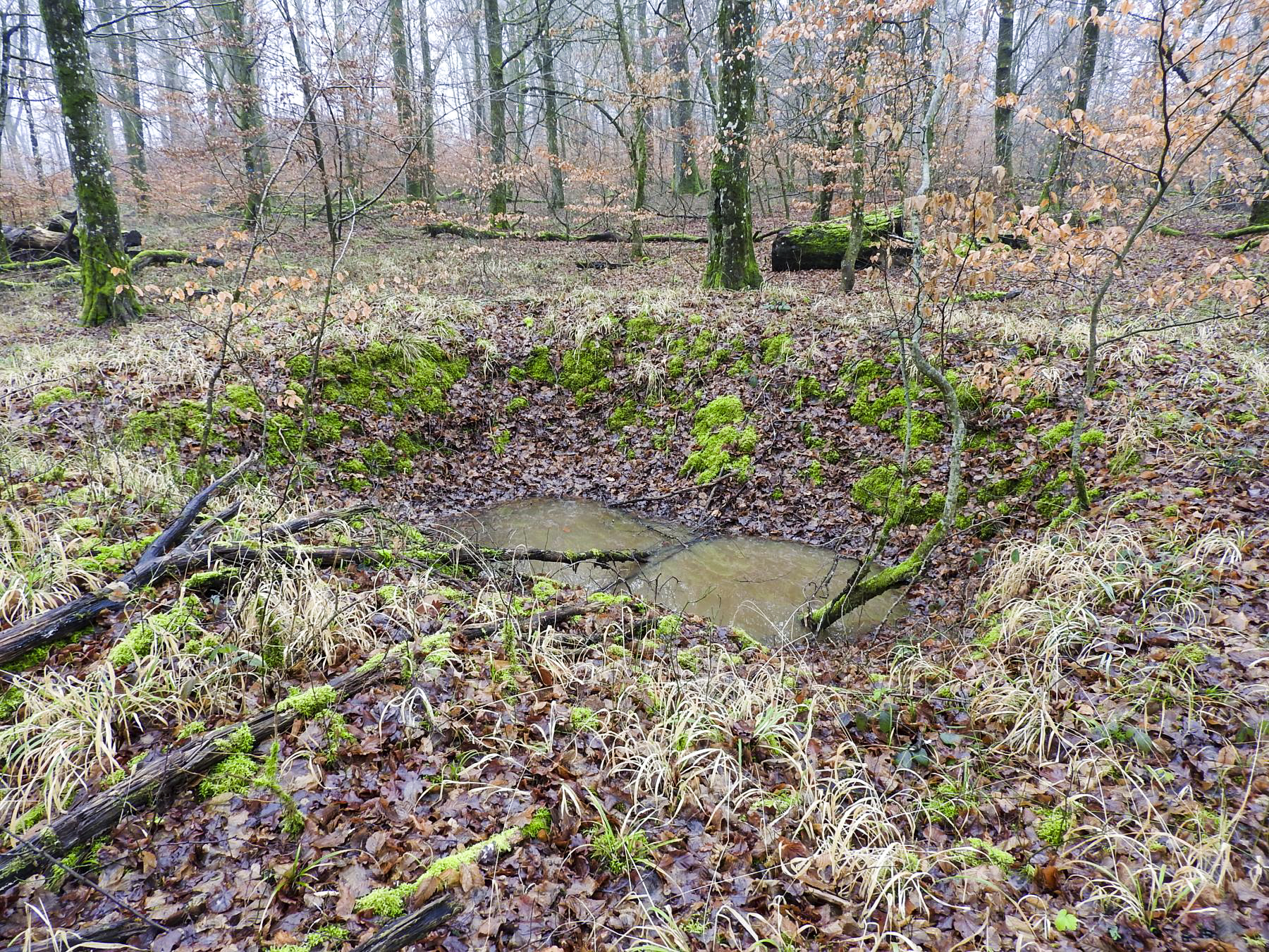 Ligne Maginot - ROHRWALD (CM3 - I/174° RMIF - SOUS-QUARTIER COTE 250) - (PC de Sous-Quartier) - L'un des emplacements de cagnas. - STENGER Mathieu