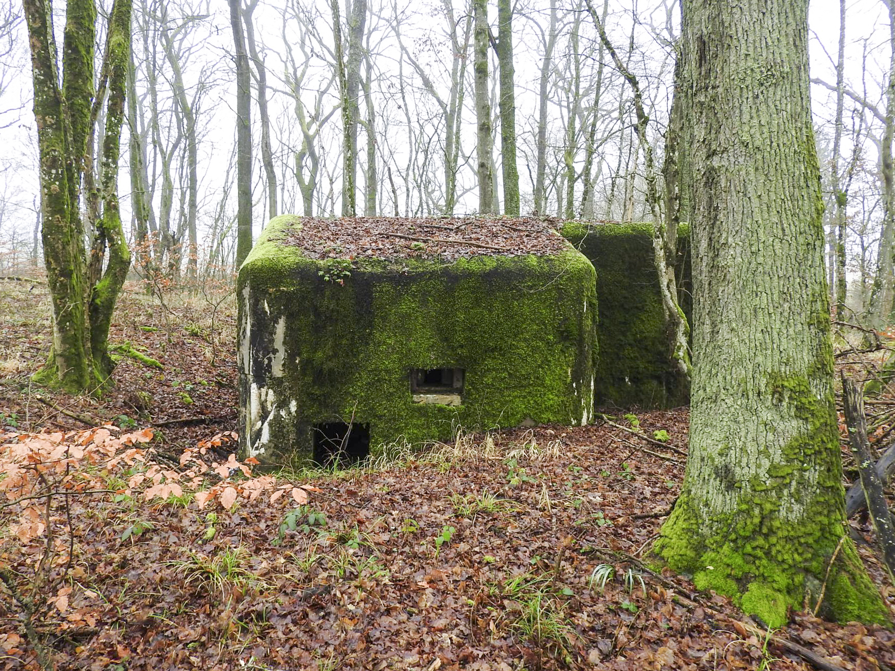 Ligne Maginot - ROHRWALD NORD - (Blockhaus pour arme infanterie) - L'entrée et le créneau FM de défense rapproché. - STENGER Mathieu