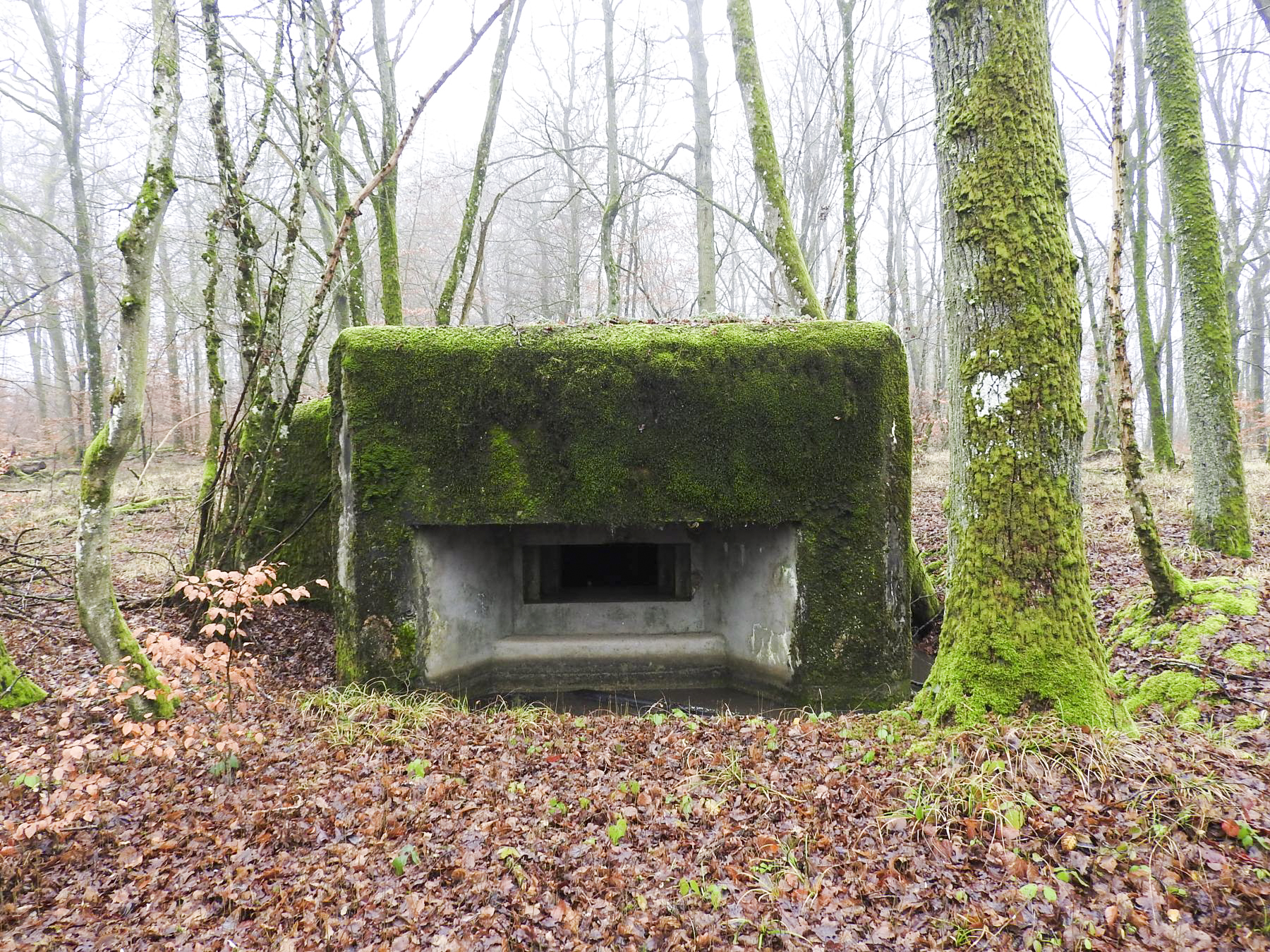 Ligne Maginot - ROHRWALD NORD - (Blockhaus pour arme infanterie) - La façade de tir du blockhaus. - STENGER Mathieu