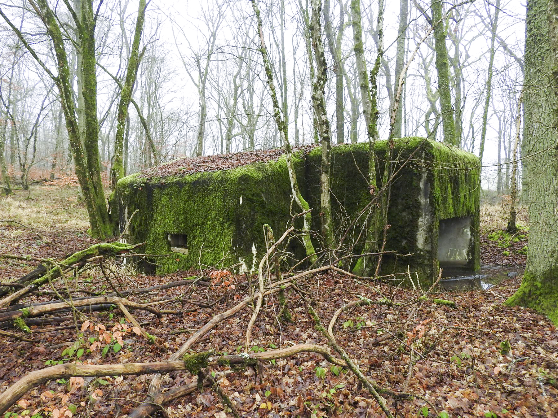 Ligne Maginot - ROHRWALD NORD - (Blockhaus pour arme infanterie) -  - STENGER Mathieu