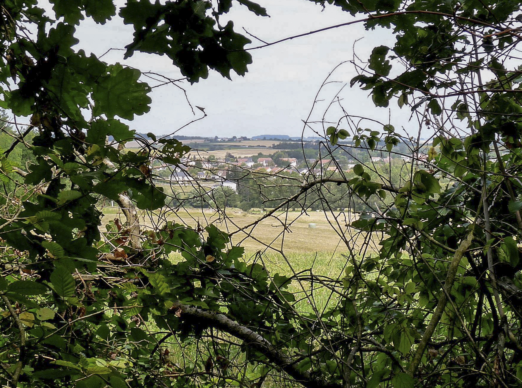 Ligne Maginot - PFAFFENBUSCH 1 - (Observatoire d'infanterie) - Vue depuis l'observatoire - Sylvie Laure LAMBERT