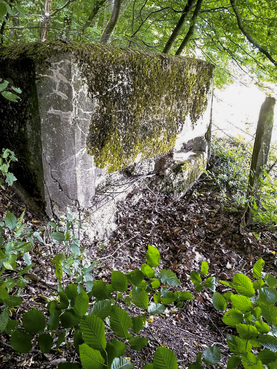 Ligne Maginot - PFAFFENBUSCH 2 - (Observatoire d'infanterie) -  - Sylvie Laure LAMBERT