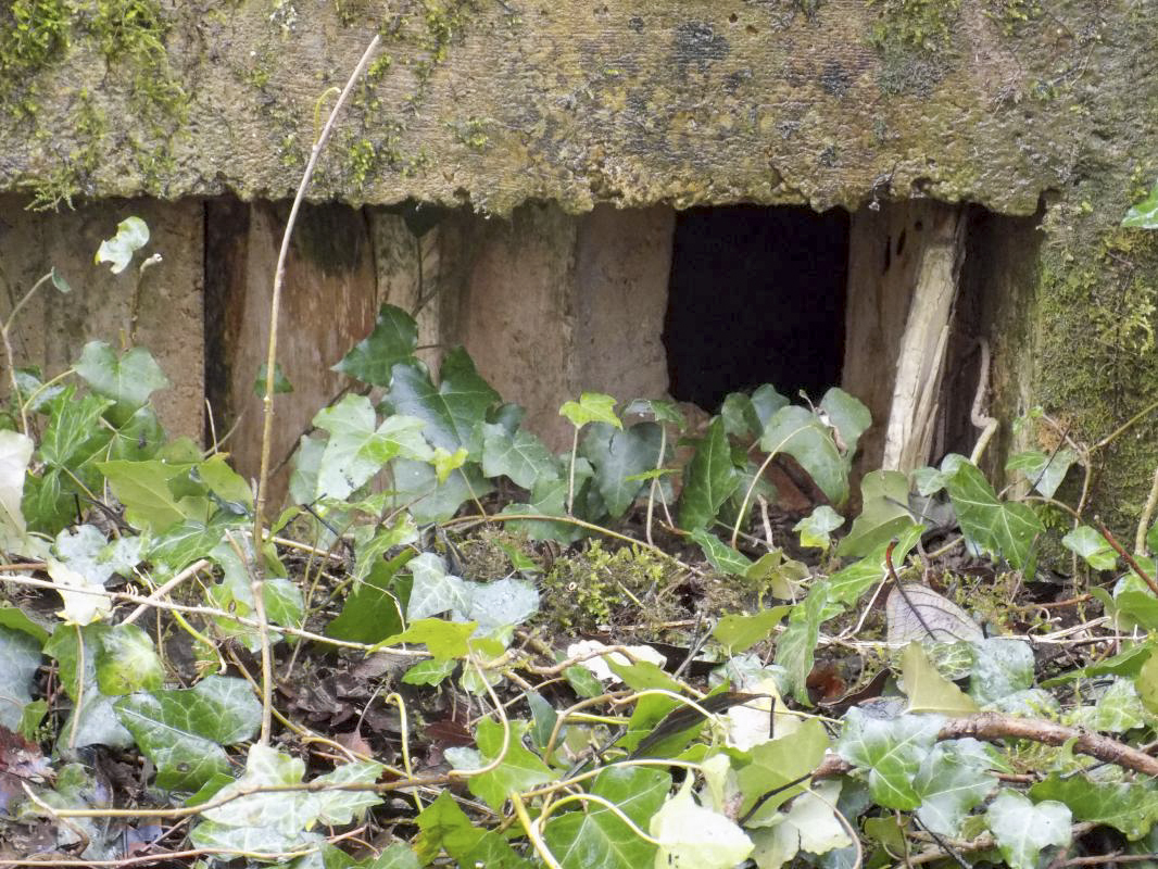 Ligne Maginot - E - CÔTE DU RÛ SUD - (Blockhaus pour arme infanterie) - Face droite, créneau FM evec des restes de coffrage en bois. - Richard TUCKER
