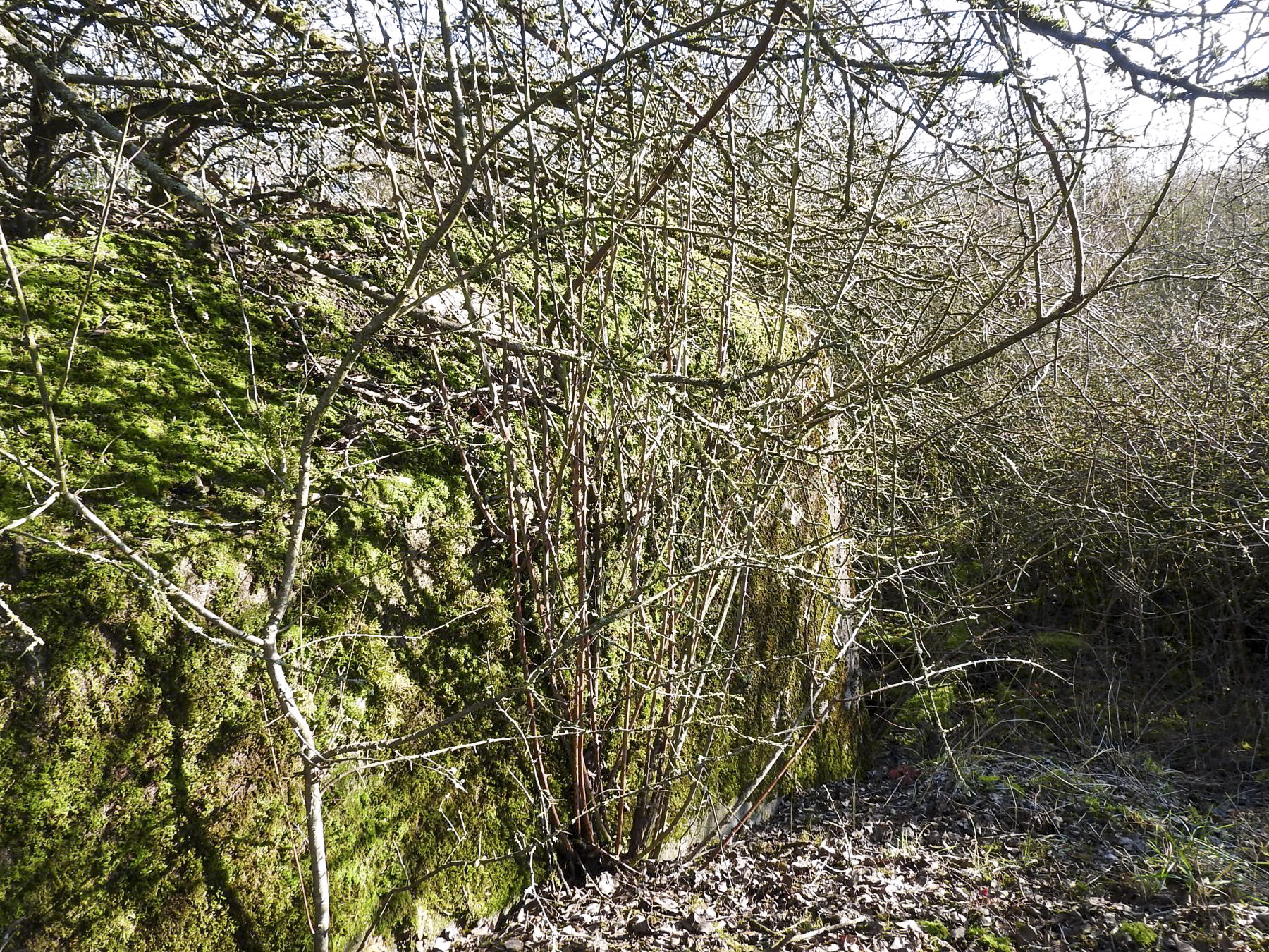 Ligne Maginot - AB29 - WITZ 2 - (Blockhaus pour canon) - Le blockhaus est caché dans un bosquet. - STENGER Mathieu