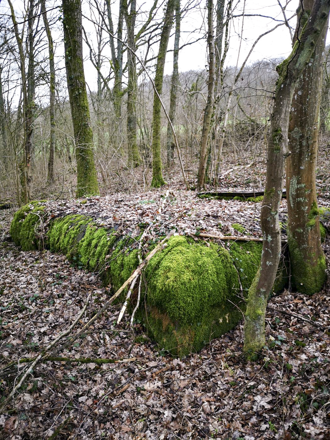 Ligne Maginot - 81M - (Chambre de coupure) - La chambre de coupure est plutôt visible de l'extérieur en hiver - DK_Antoine4