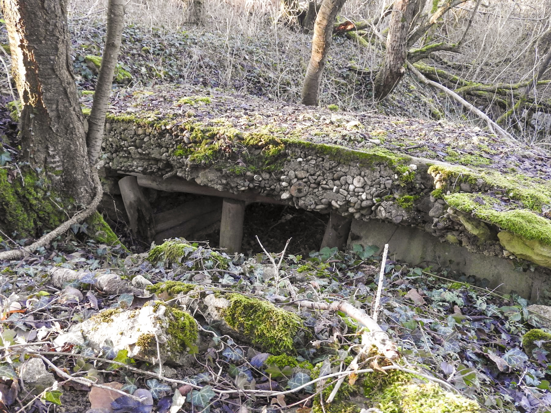 Ligne Maginot - KLEIBORN 3 - (Blockhaus pour arme infanterie) - La structure en rondins du blockhaus et sa couverture en béton de mauvaise qualité. - STENGER Mathieu