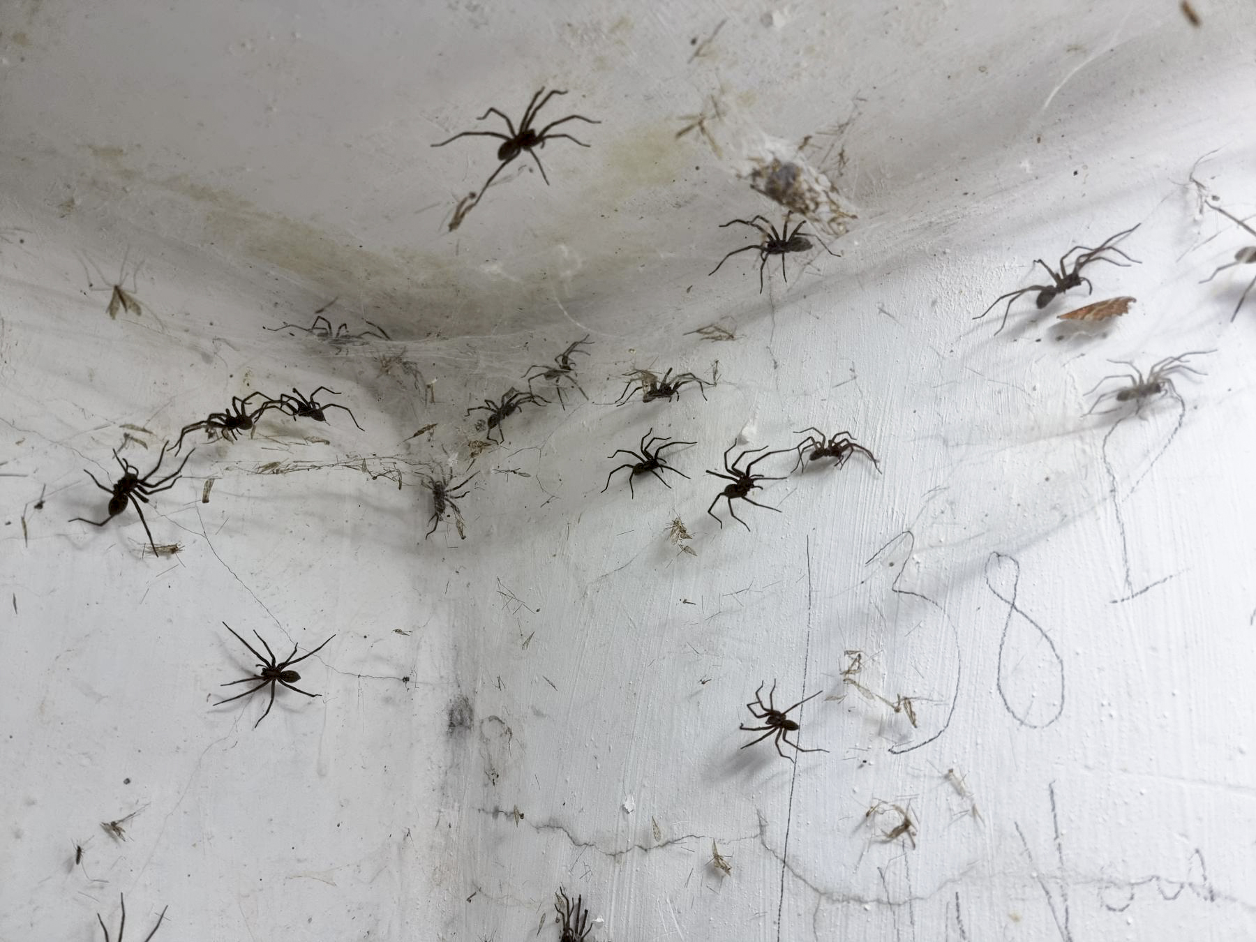 Ligne Maginot - 21M - (Chambre de coupure) - Les nouveaux habitants de la chambre de coupure sont en nombre ! - DK_Antoine4