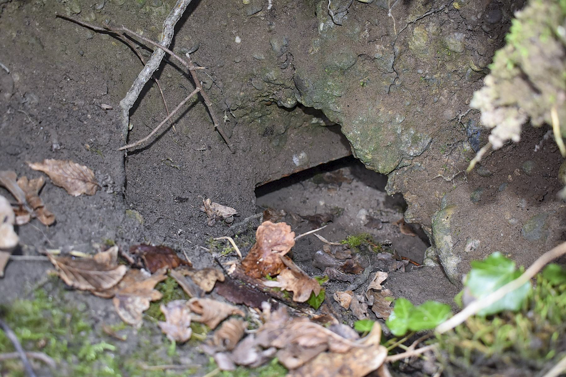 Ligne Maginot - GUSTAVE - (Position d'artillerie préparée) - Tôle métro, apparaissant sous le béton - Daniel FROEHLY