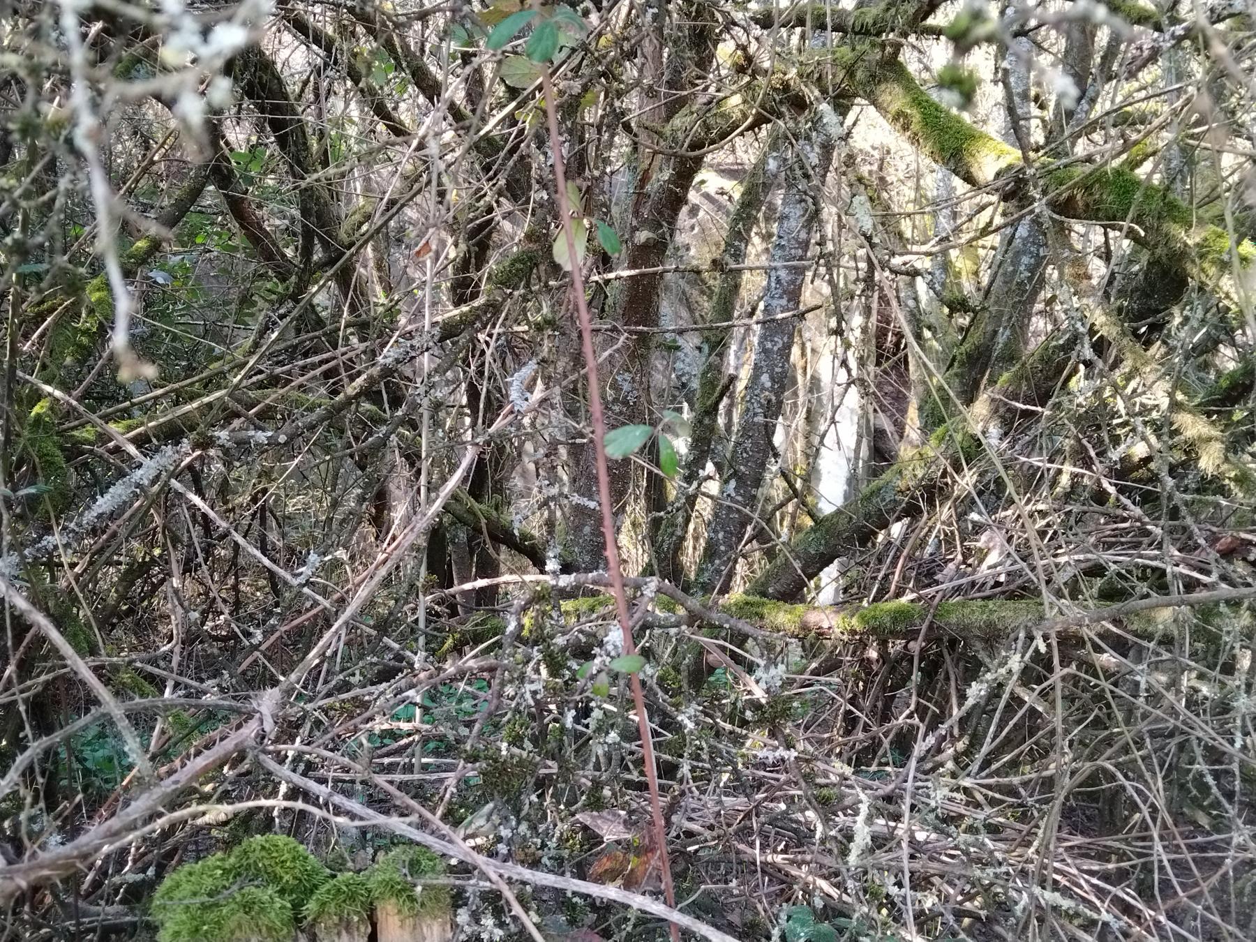 Ligne Maginot - C10 - DIGUE DE RICHELING 2 - (Blockhaus pour canon) - N'est malheureusement pas approchable....sous les ronces - Jin Jac