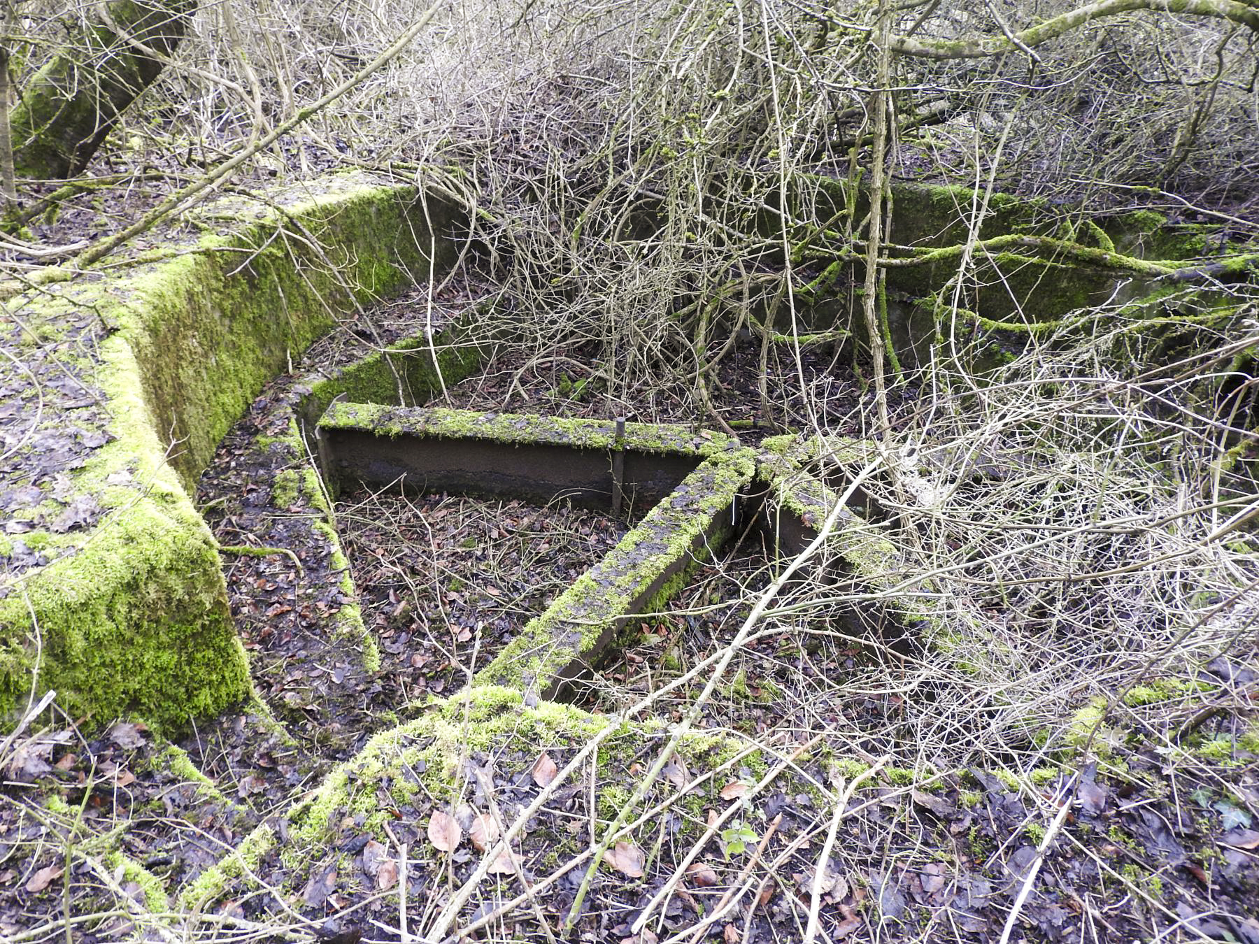 Ligne Maginot - AC6 - (Cuve pour canon) - La cuve envahie par la broussaille. - STENGER Mathieu