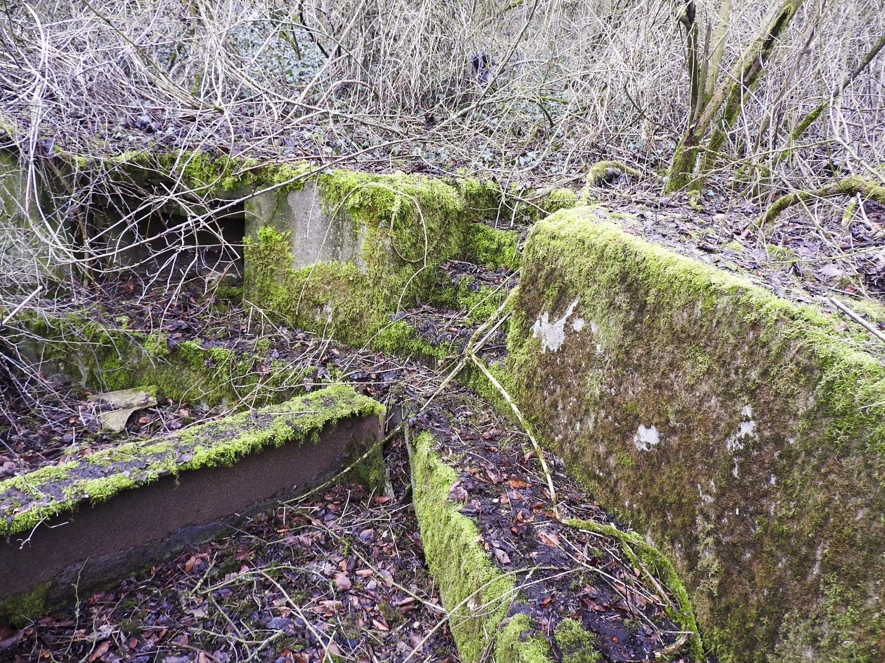 Ligne Maginot - AC6 - (Cuve pour canon) - La cuve envahie par la broussaille. - STENGER Mathieu