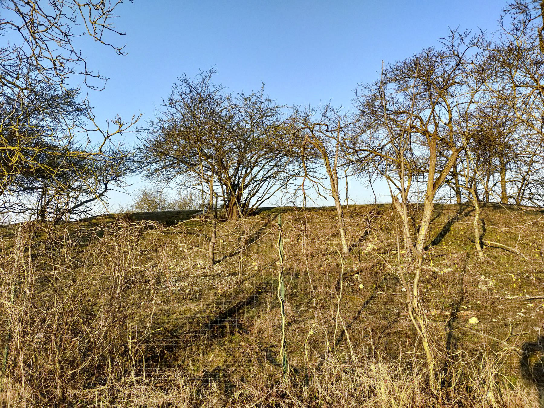 Ligne Maginot - 58/3 - BANTZENHEIM NORD - (Casemate d'infanterie - double) - Talus. - Julien Boulanger
