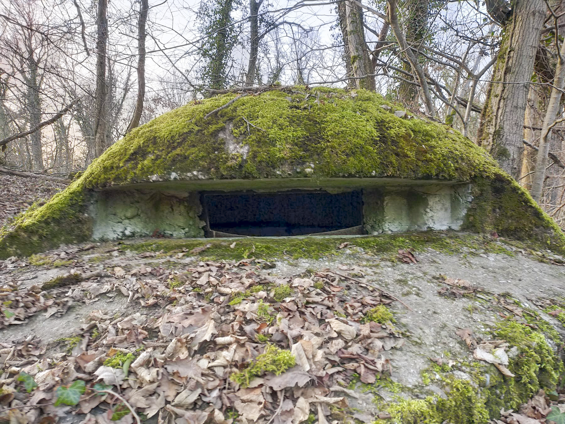 Ligne Maginot - PA DU CARREFOUR 252-3 - (Blockhaus pour arme infanterie) - La coupole recouverte de mousse. - Julien Boulanger