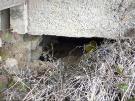 Ligne Maginot - A62 - PETIT HONGREAU SUD - (Blockhaus pour canon) - 