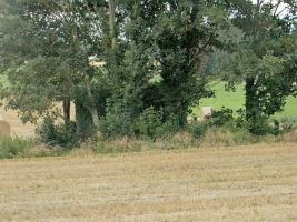 Ligne Maginot - B263 - LE VERTUQUET - (Blockhaus pour canon) - 