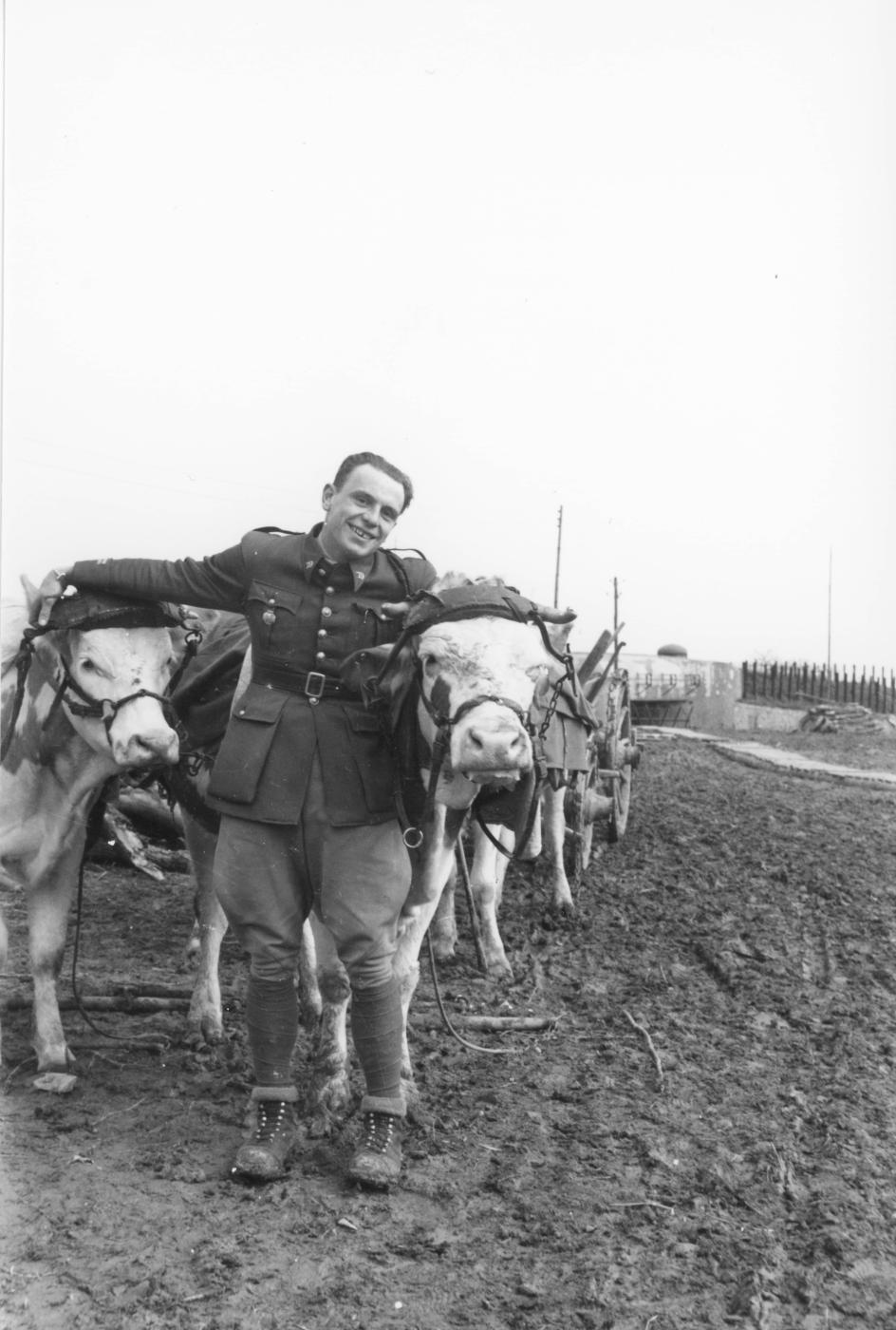 Ligne Maginot - ASCHBACH EST - O2 - (Casemate d'infanterie - Double) - Attelage de bœufs pour les travaux
Lt Vialle - Inconnu 