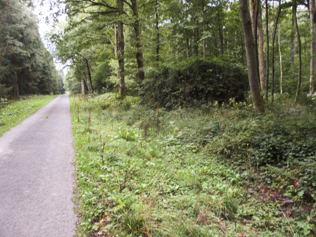 Ligne Maginot - BA12 - ROUTE DU CONSERVATEUR OUEST - (Blockhaus pour canon) - Situé dans son environnement à proximité de la route forestière du Conservateur.. - Randonneur62