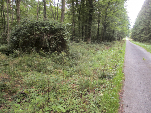 Ligne Maginot - BA12 - ROUTE DU CONSERVATEUR OUEST - (Blockhaus pour canon) - Situé dans son environnement à proximité de la route forestière du Conservateur. - Randonneur62