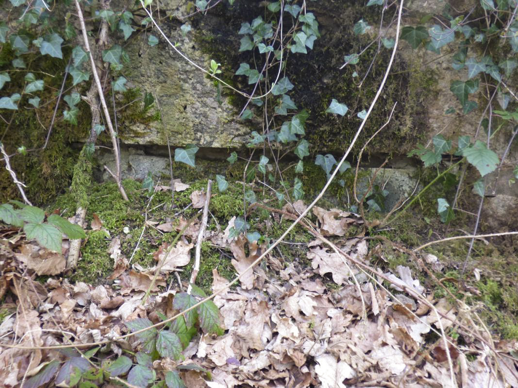 Ligne Maginot - BA24 - ROUTE DU MILIEU - (Blockhaus pour canon) -  - JMBrams