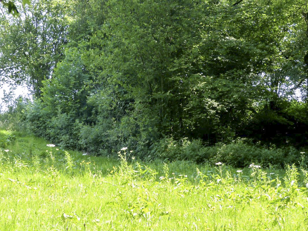 Ligne Maginot - BA61 - LE VOSGIAT OUEST - (Blockhaus pour canon) -  - JMBrams