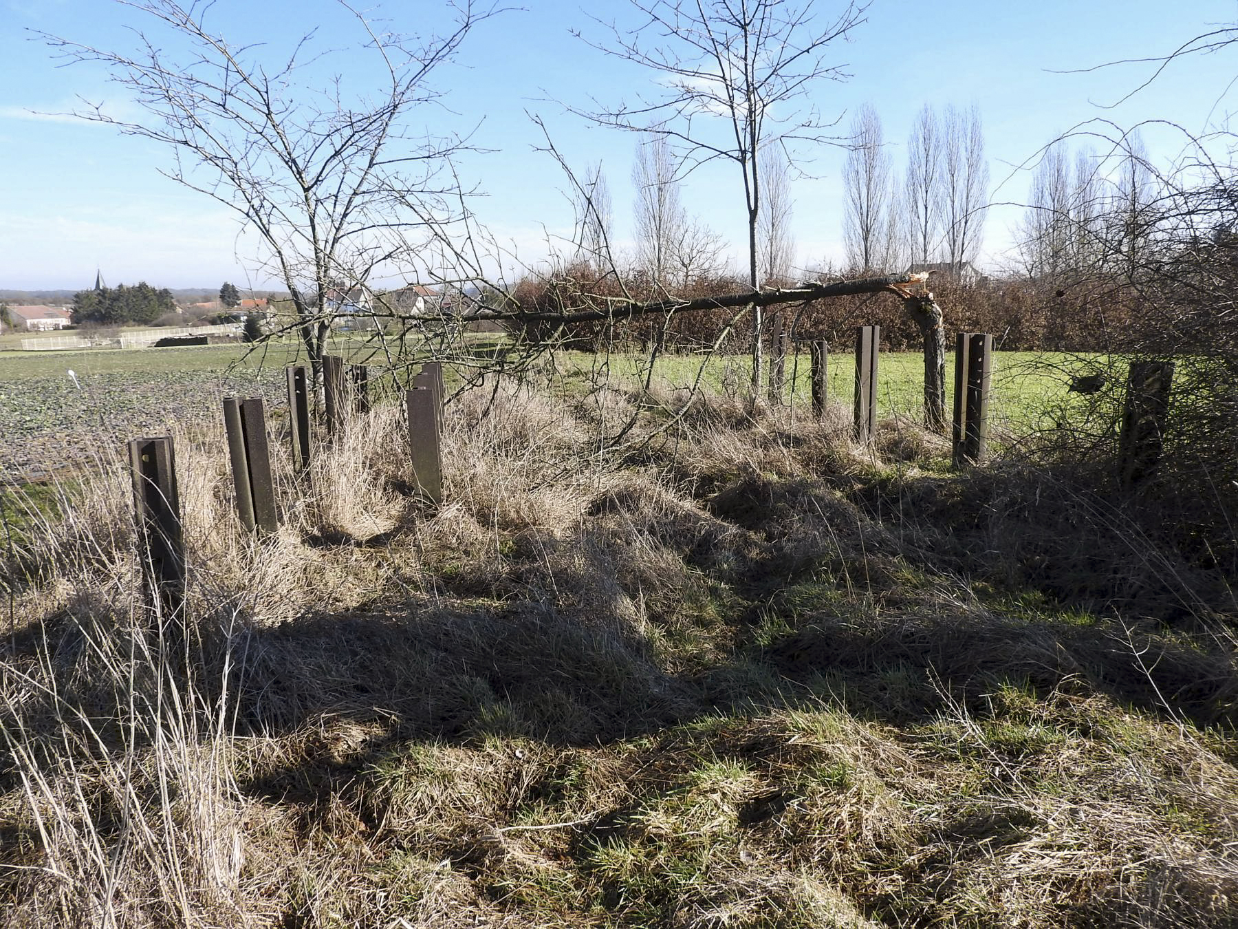 Ligne Maginot - LES CHATS 1 - FT - (Blockhaus pour arme infanterie) - Le réseau anti-char à proximité du point d'appui, en direction de la chambre de coupure voisine - STENGER Mathieu