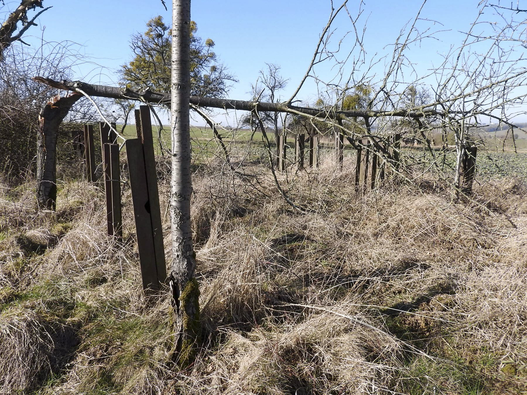 Ligne Maginot - LES CHATS 1 - FT - (Blockhaus pour arme infanterie) - Le réseau anti-char à proximité du point d'appui, en direction de la chambre de coupure voisine - STENGER Mathieu