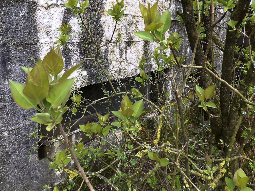 Ligne Maginot - BA82BIS - ROCROI SUD - (Blockhaus pour canon) -  - JMBrams