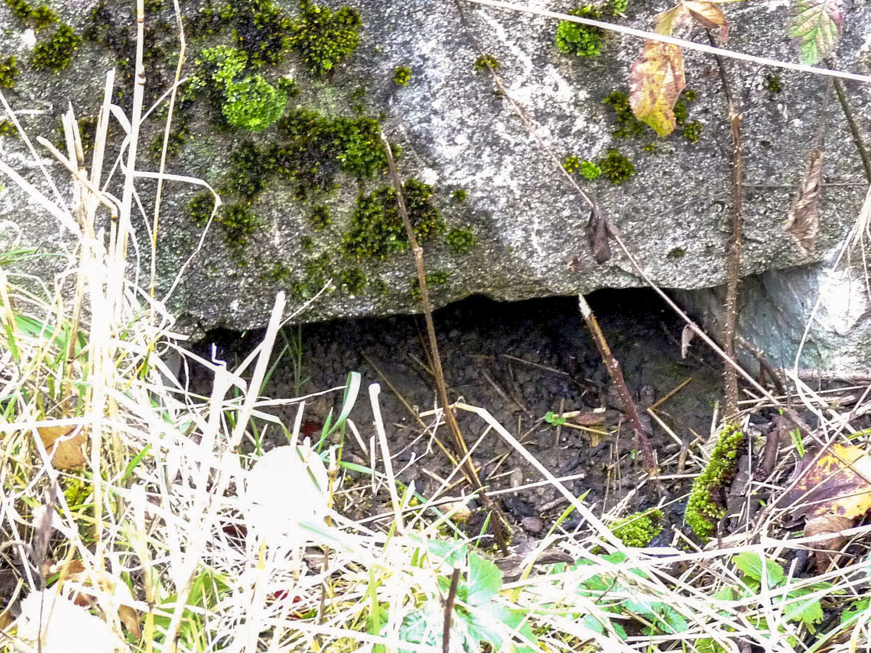 Ligne Maginot - LE 75 2 - (Blockhaus pour arme infanterie) -  - Sylvie Laure LAMBERT