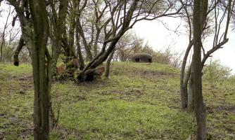 Ligne Maginot - LANGHEP NORD - C63 - (Casemate d'infanterie - Simple) -  
