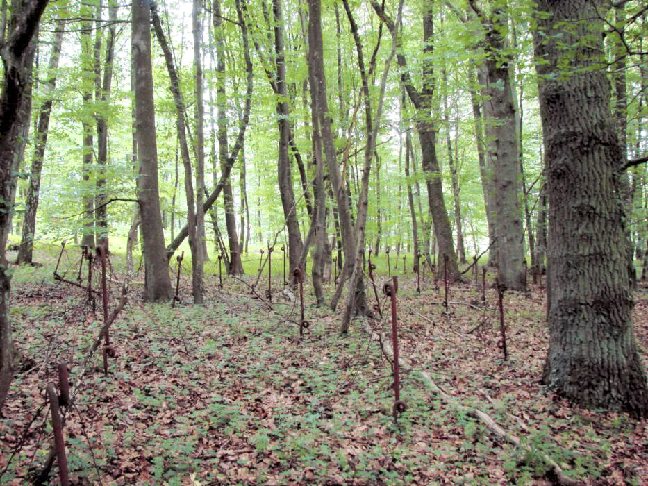 Ligne Maginot - BOIS DE KLANG - X24 (QUARTIER KLANG - III/164° RIF) - (Abri) - Réseau antipersonnel - Schnoupf