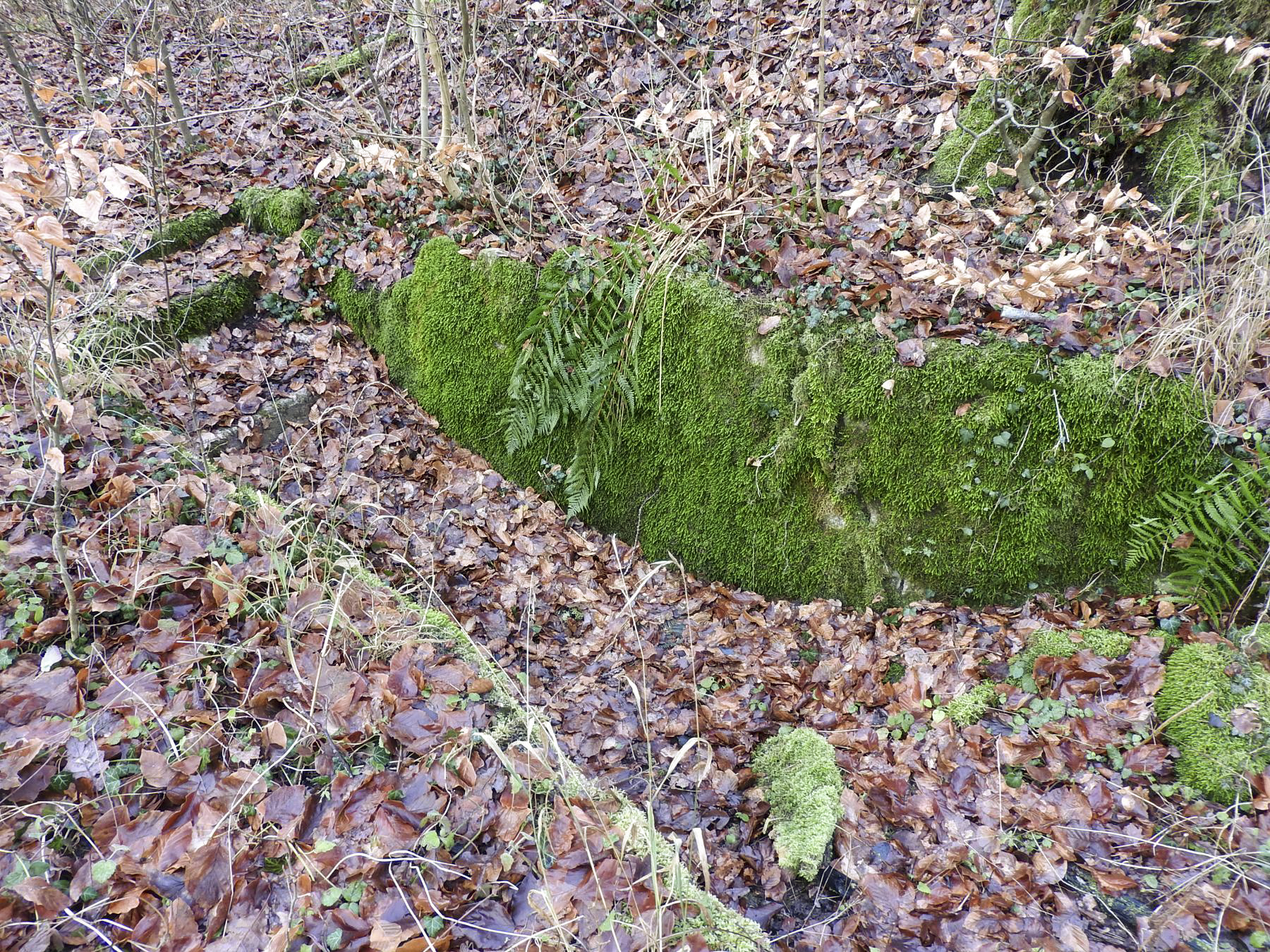 Ligne Maginot - BB21-E - GRESSES WALD - (PC) - La tranchée d'accès.
On distingue la présence d'un escalier à gauche. - STENGER Mathieu