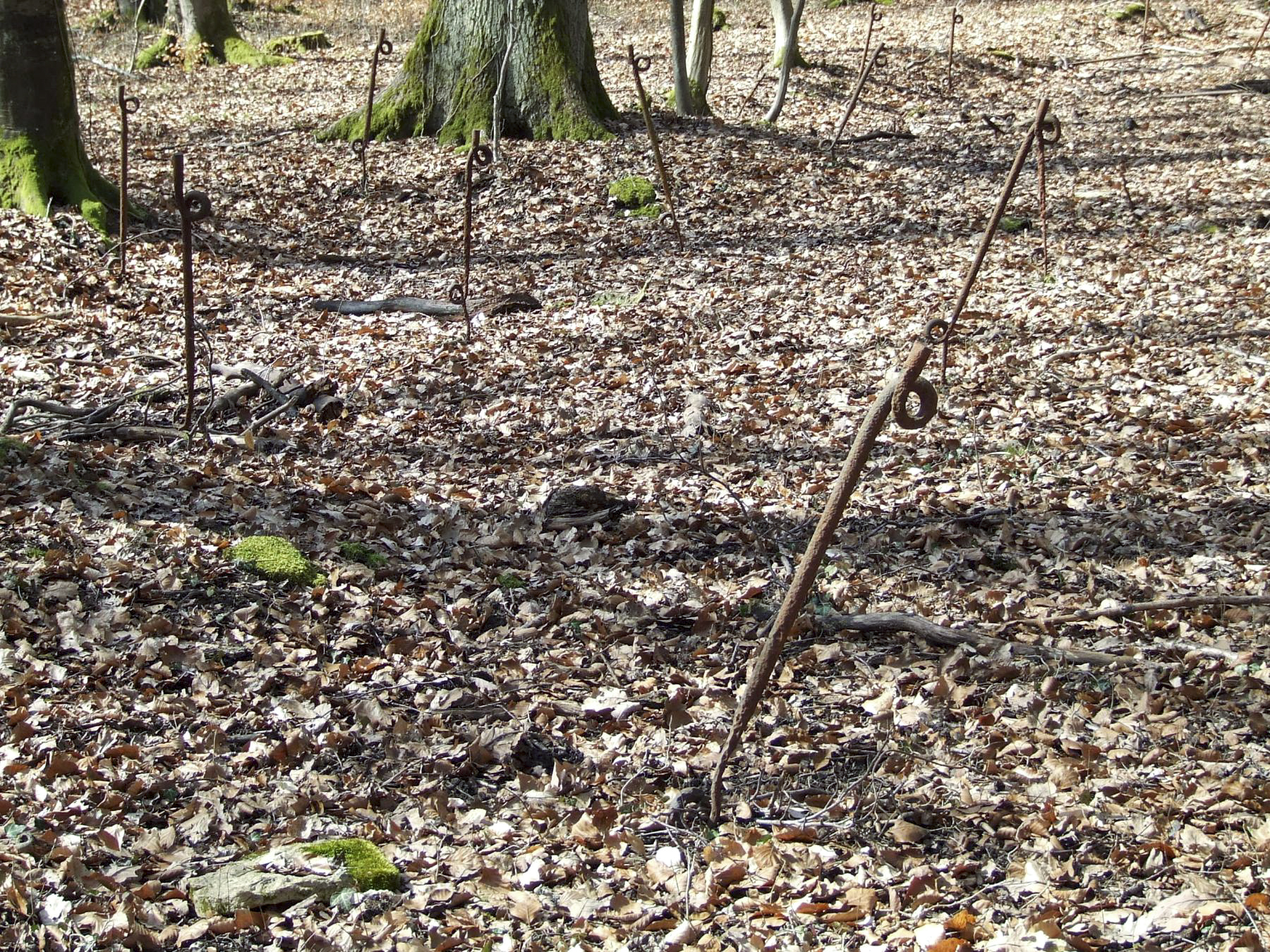 Ligne Maginot - BOIS DE LAUDREFANG SUD - C77 - (Casemate d'infanterie - Simple) - Le réseau bas anti-personnel autour de la casemate  - STENGER Mathieu