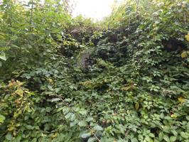 Ligne Maginot - BB53 - LA CARBONNIERE NORD - (Blockhaus pour canon) - 