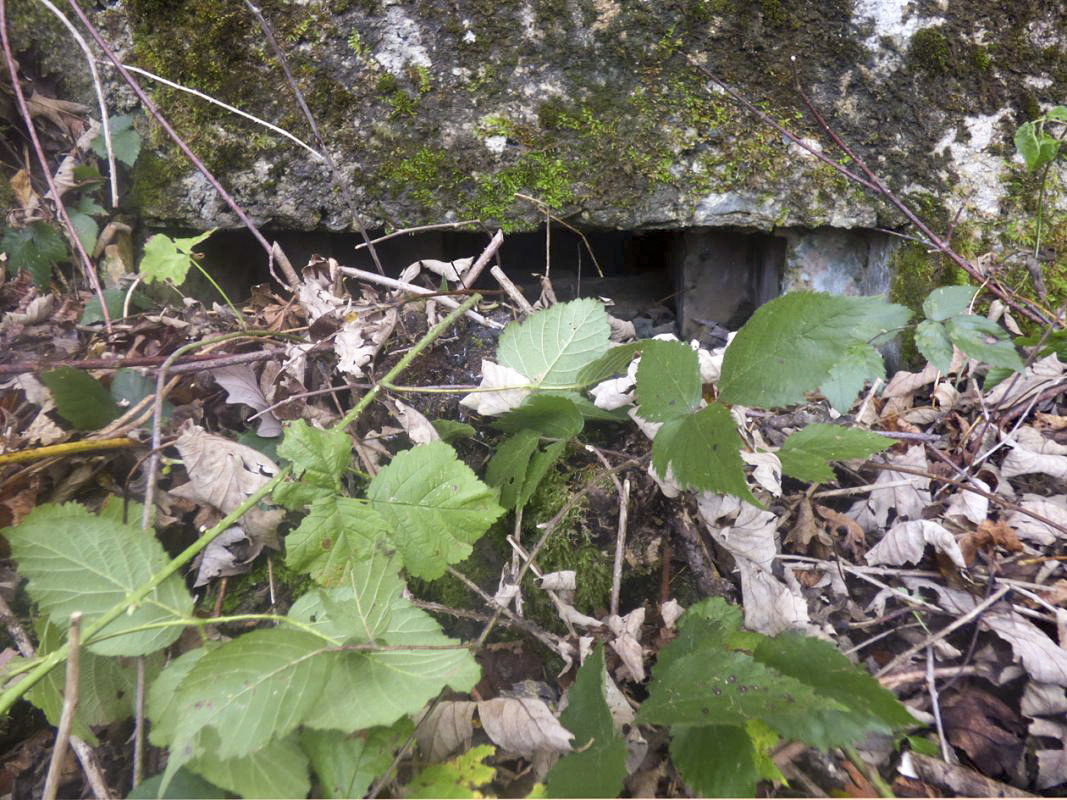 Ligne Maginot - BB29-A - CLOS ROLAND - (Blockhaus pour canon) -  - JMBrams