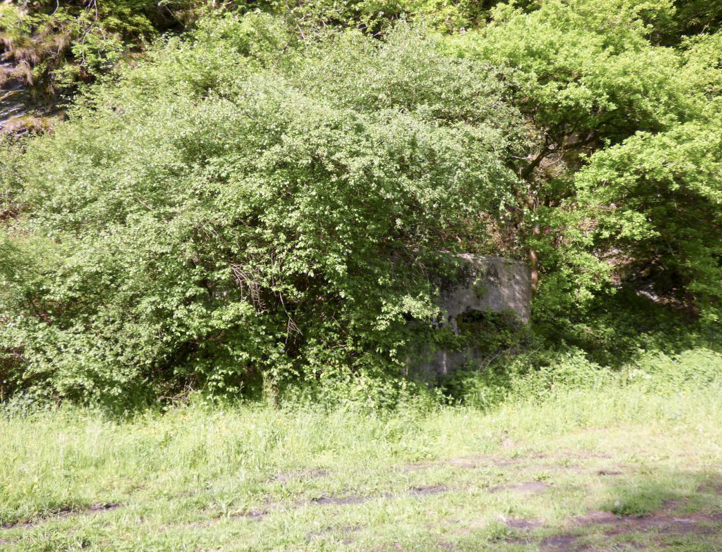 Ligne Maginot - BB38-A - LES ECUMONTS - (Blockhaus pour arme infanterie) - La nature reprend ses droits - JMBrams