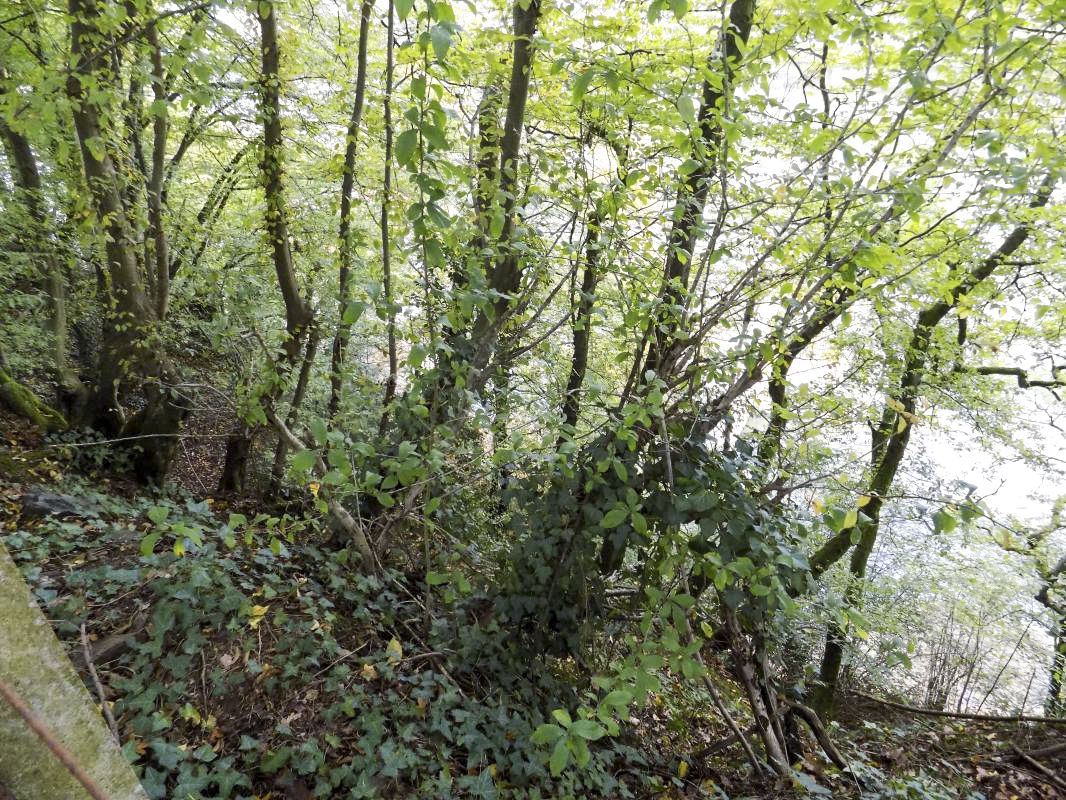 Ligne Maginot - BB56B - PONT DE MONTHERME SUD - (Blockhaus de type indéterminé) - Vers le nord, nord-est et l'est, le bloc était protégé par un petit falaise - R Tucker