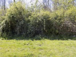 Ligne Maginot - 24A - BOIS DE FLIZE EST - (Blockhaus pour canon) - Face frontale !