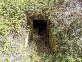 Ligne Maginot - 24A - BOIS DE FLIZE EST - (Blockhaus pour canon) - L'entrée.
Ce bloc est complètement enterré de végétation.