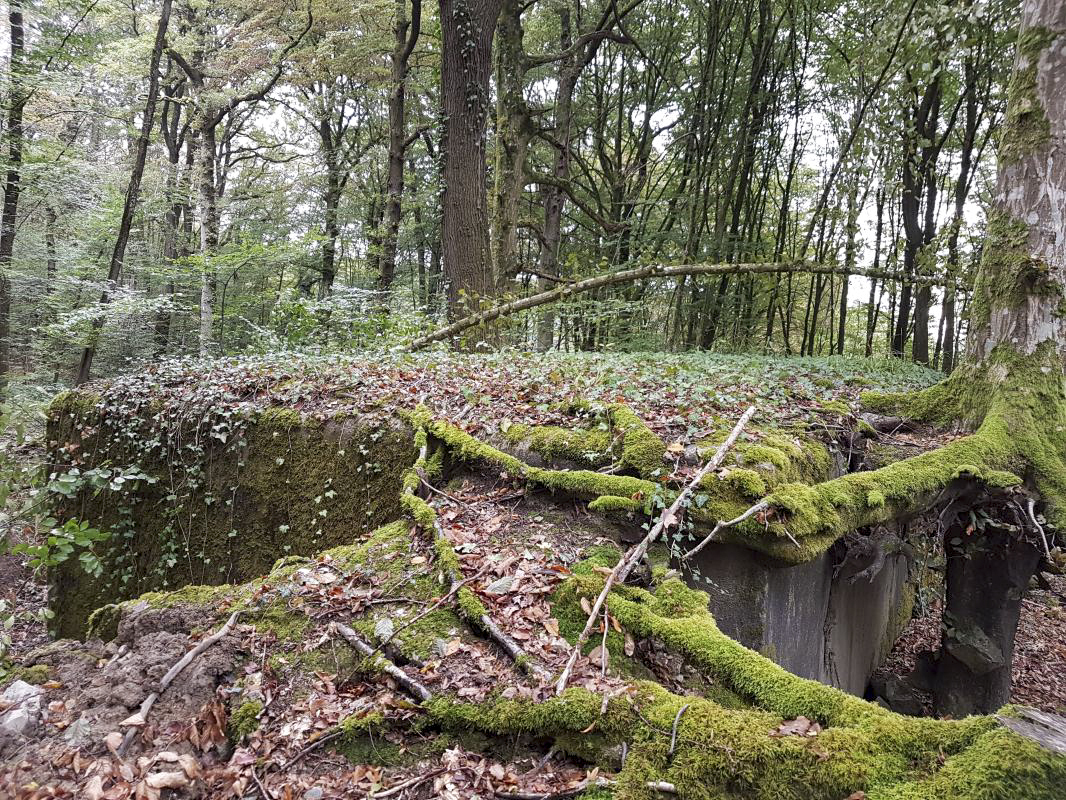 Ligne Maginot - BB354 - (Blockhaus pour arme infanterie) -  - Ellena-Cuny