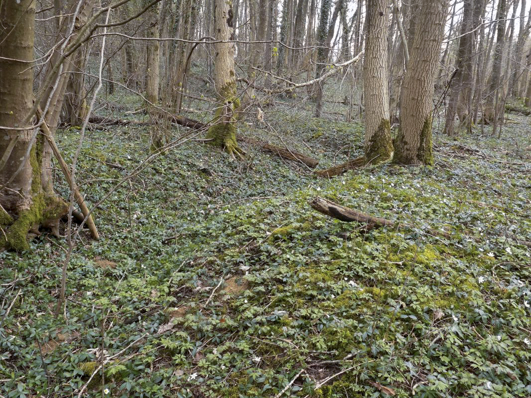 Ligne Maginot - 4B - LES ENTRECOURS NORD - (Blockhaus pour canon) - Tranché de l'entrée vers le sud - R Tucker