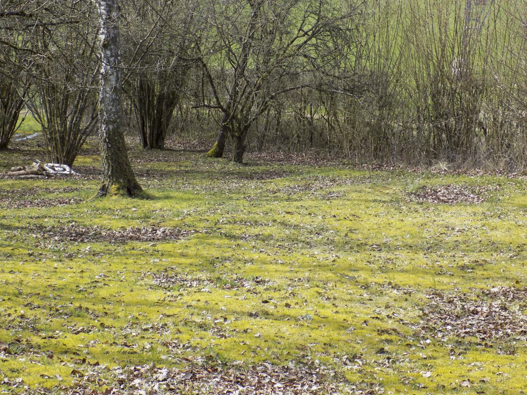 Ligne Maginot - 5B - LES ENTRECOURS - (Blockhaus pour arme infanterie) - Les tas de feuilles correspondent à des trous d'obus. C'est difficile à voir sur la photo, mais c'est évident quand on regarde autour du bloc. - R Tucker