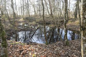 Ligne Maginot - BOIS DE LORRAINE - (Dépôt du Génie) - Un des très nombreux emplacements de bâtiments de stockage