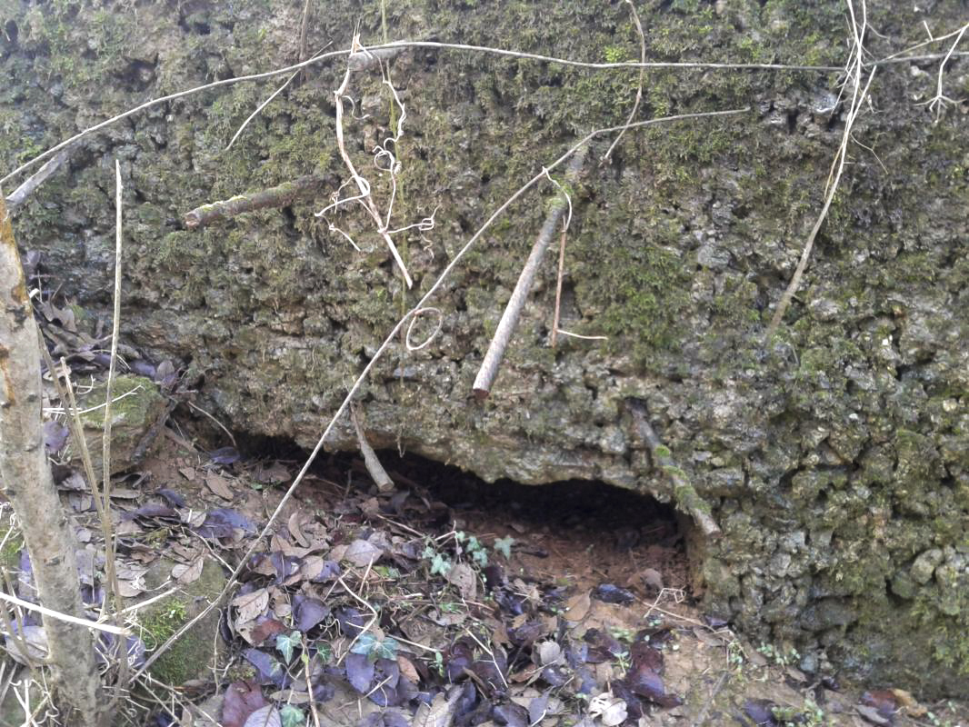 Ligne Maginot - O3 - CERNAY - (Observatoire d'infanterie) - Présence de fers à béton au dessus du créneau FM. Peut-être en prévision d'un coffrage ultérieur (visière ?). - Fabrice THOMASSIN